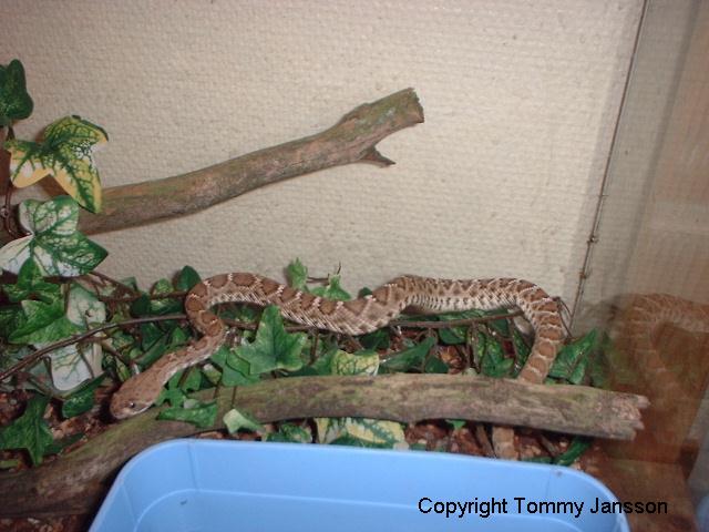 Crotalus ruber ruber 8.JPG [61 Kb]